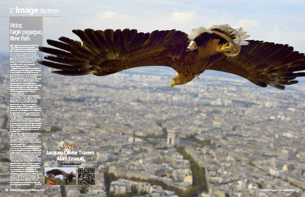 Un aigle s’envole de la tour Eiffel !